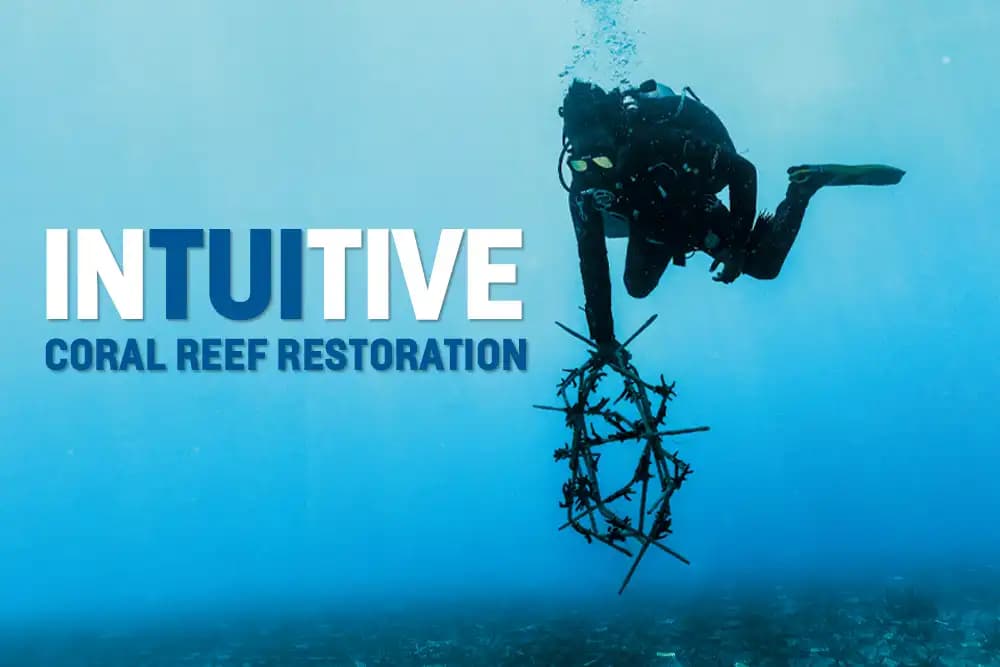 Padangbai Reef Restoration: How Living Seas Foundation Is Rebuilding Bali's Coral
